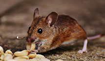 24 Hour & Emergency Exterminators in Anderson, SC